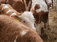மாடுகள் (தொகுதி, பாலினம் குறிப்பிடப்படவில்லை), Simmental cattle — புகைப்படம் 2