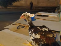 Chickens — Foto 2