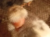 Chickens — الصورة 4