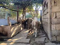 Ovce, Ovce — foto 1