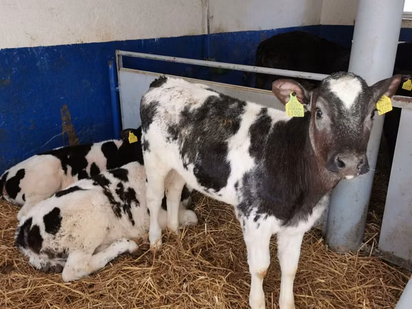 गाय, Russian Black pied cattle