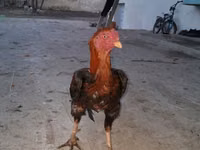 Atlar (partiya, cinsi göstərilməyib), Atlar — foto 8