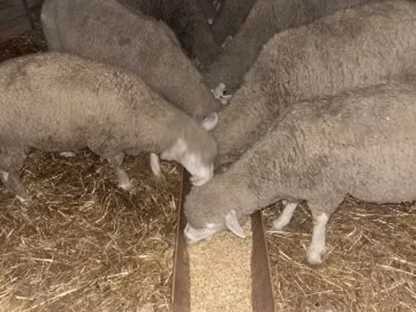 Sheep, Sheep