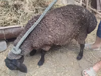 Koyun, Saryarka sheep — foto 2