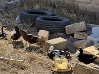 Ducks — foto 3