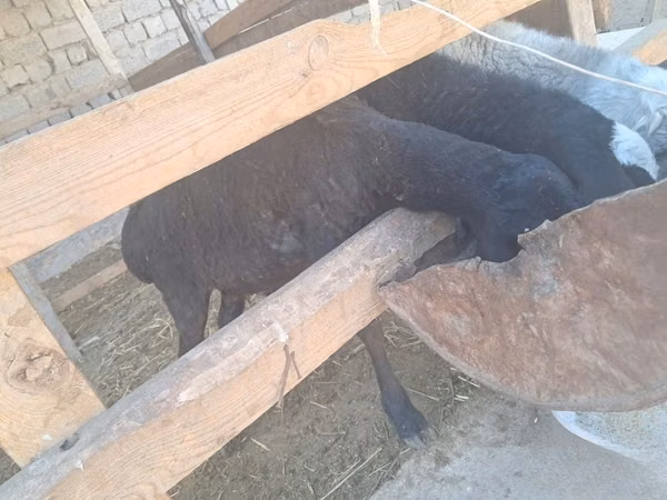 Oveja, Ovejas