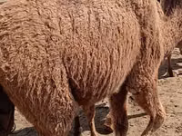Dəvələr (partiya, cinsi göstərilməyib), Kazakh Bactrian camel — foto 5