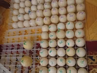 Ducks — foto 2