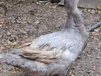 Ducks — Foto 6