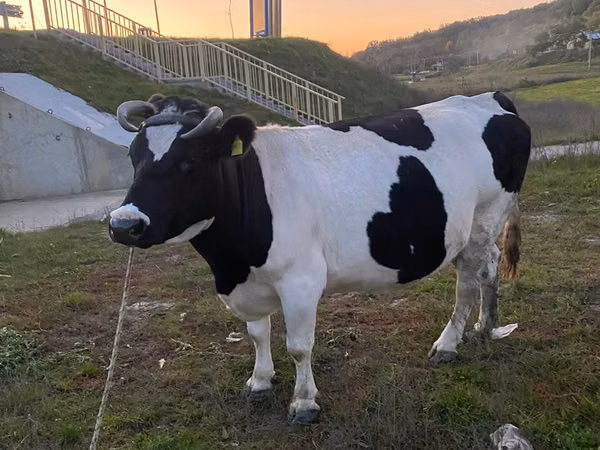 Vache, Russian Black pied cattle