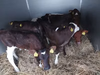 Boğa, Simmental cattle — foto 2