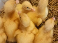 Blagovarskaya — foto 3