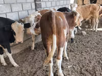 Boğa, Aberdin Angus — foto 1