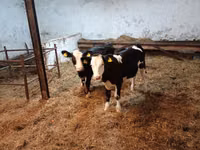 İnək, Russian Black pied cattle — foto 5