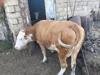 Krowa, Simmental cattle — zdjęcie 3