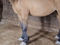 حصان, Mugalzhar horse — الصورة 3