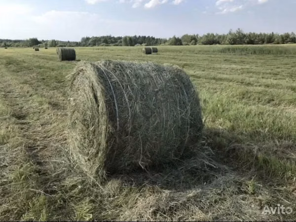 Сено луговое в тюках