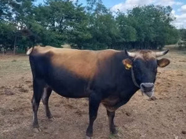 Touro, Raça Jersey