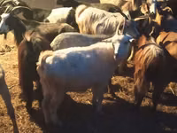 Kozy (partia, płeć nieokreślona), Kozy — zdjęcie 2