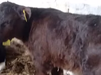 Bovins (lot, sexe non indiqué), Russian Black pied cattle — photo 3