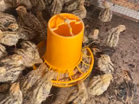 ஃபரோ — புகைப்படம் 5