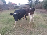 Buğa, Russian Black pied cattle — foto 2