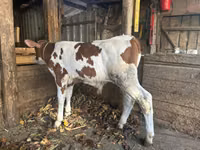 ثور, Simmental cattle — الصورة 1