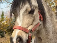 Stute, Welsh Mountain Pony — Foto 1
