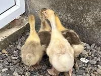 Geese — zdjęcie 1