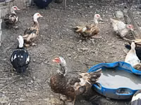 Ducks — 1-rasm