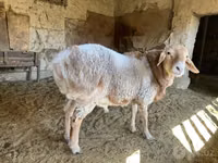 Bélier, Moutons — photo 4