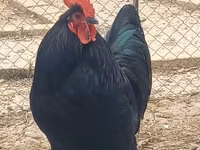 Australorp — foto 2