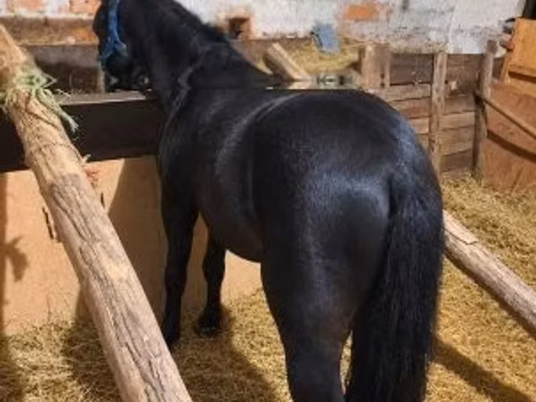 公马, Horses