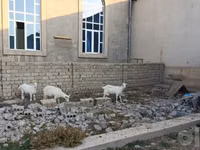Cabra, Saanen goat — foto 3