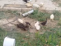 Ducks — zdjęcie 1