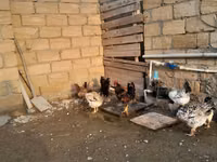 Chickens — zdjęcie 3