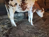 Kuh, Holstein-Rasse — Foto 2