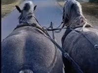 Yegua, Caballos — foto 2