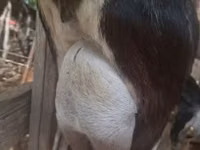 ஆண் வெள்ளாடு, Alpine goat — புகைப்படம் 2