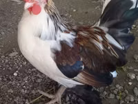 Yapon Bantam — 1-rasm