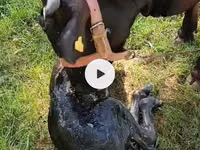 Buğa, Swiss cattle — foto 5