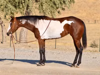雌馬, National Show Horse — 写真 1