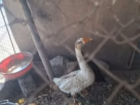 Geese — foto 6