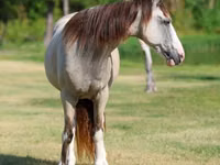 Jument, Skyros Pony — photo 4