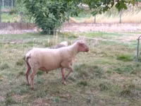 Koç, Rouge de l’Ouest sheep — foto 3