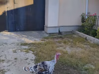 Turkeys — الصورة 1