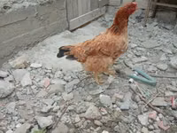 Chickens — الصورة 1
