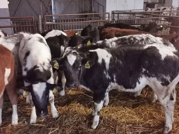 Touro, Russian Black pied cattle