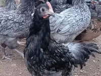 Chickens — foto 1