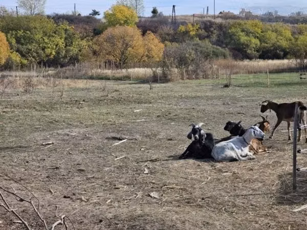 Kozel, Nubian Goat